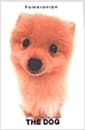 Pomeranian 포메라니안 - The Dog 14